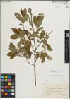 Foto von Salix myrsinifolia Salisb. x Salix phylicifolia L.